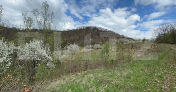 V&acirc;nd 2 ha de teren cu Salc&acirc;m, Carmazanesti