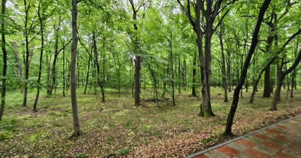 PAULESTI zona lac , zona agrement , teren padure 22500 mp la