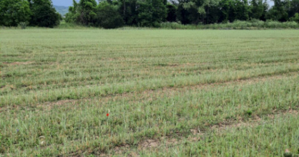 Teren extravilan de vânzare, 4900 mp, Boldești Scaieni