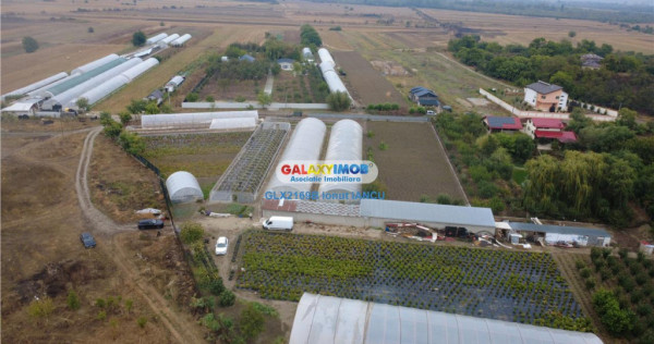 Solare Flori si Legume - Bujori