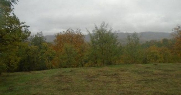 Teren faneata Vizantea Livezi; ID: R2800475