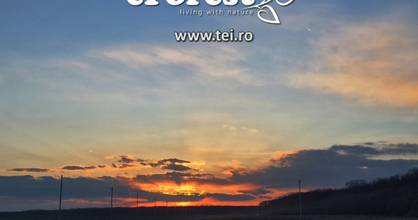 Loturi de casă 720 - 900 mp, langă Pădure în eForest, acces asfaltat