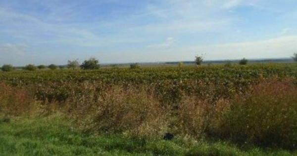 Teren extravilan Obrejita, ID: R2832813