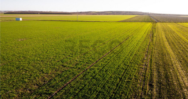 RECO Teren extravilan in Biharia 5500 mp zona intravilana