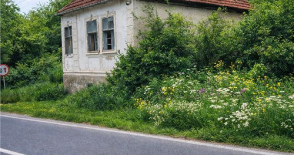 Domeniu verde autentic, 5.000mp, front la DJ, Valcele, Bra