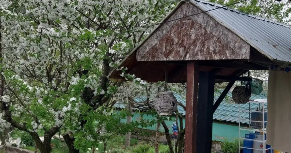 Casa cu garaj, livada si vie in Raristea