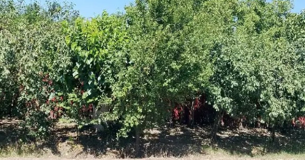 Vand casa locuibilă Izvoarele