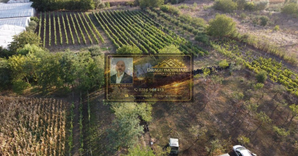 Teren intravilan Tecuci/Podgorie si Pomi Fructiferi/5000 mp