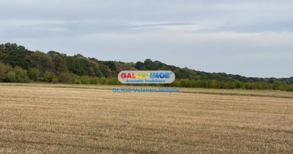 Teren 3300 mp Peris -deschidere padurea Scrovistea