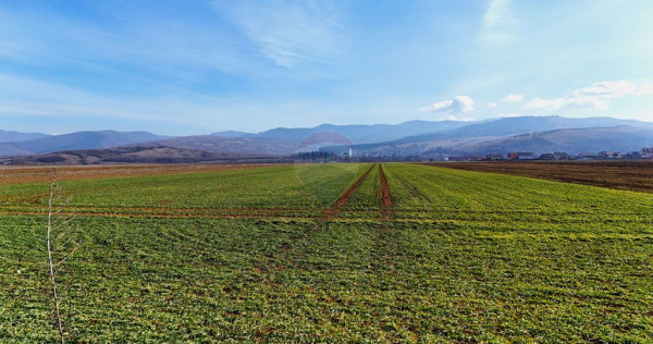 Teren extravilan | 14,600mp | Tărlungeni