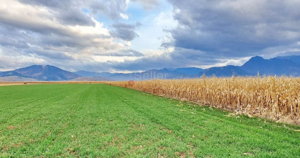 Teren extravilan Tarlungeni