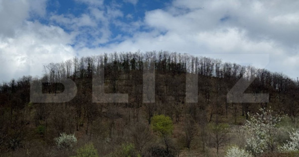 Vand 2 hectare de pădure de Stejar, Carmazanesti