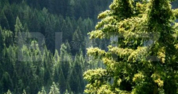 Padure Molid si Fag, de vanzare, 380 Ha, zona Gorj