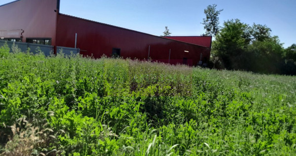 Movilita (IL)-teren de inch. 1800 mp stradal, 30 ml desch...