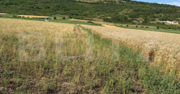 Teren intravin 2000 mp in Soimus