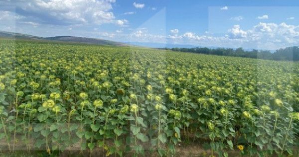 De vânzare teren arabil – 4,58 ha, Moacșa, Covasna