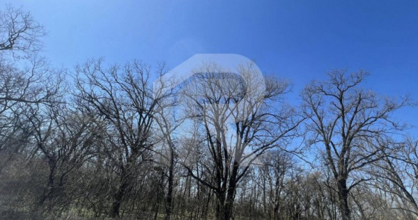 Gruiu_Lipia_Teren Intravilan langa padure