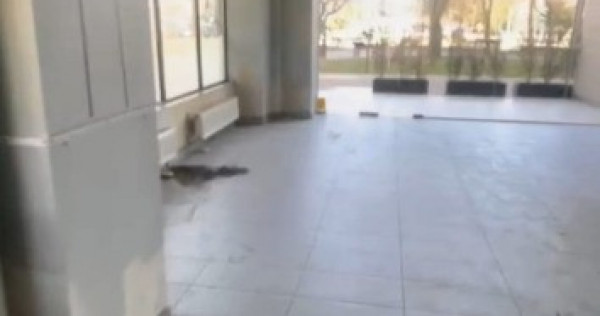 Spatiu comercial - Nicolina prima statie - la Bulevard