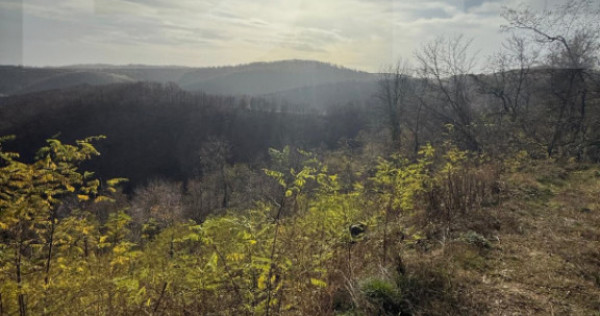 Teren extravilan impadurit, 8271 mp ideal pentru investitie.