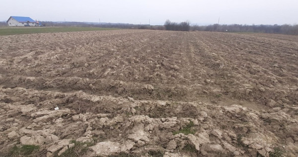 Mocira, 29 ari teren