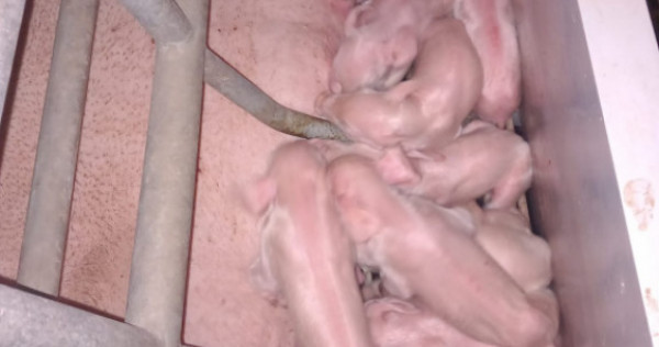 AFACERE LA CHEIE FERMA DE PORCI