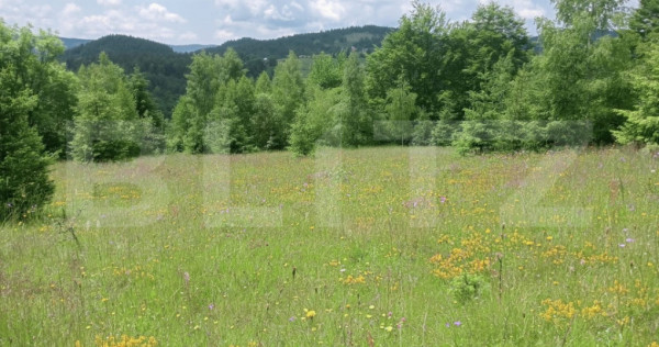 Teren intravilan de v&acirc;nzare, 12000mp, Tr&acirc;ncești, Scăriș