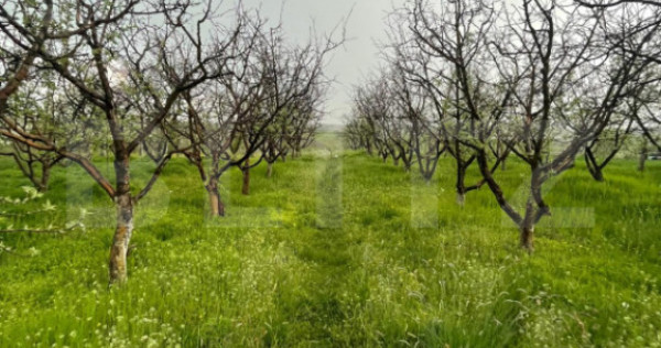 Teren intravilan, 4447 mp, 28 ml deschidere, Pielesti