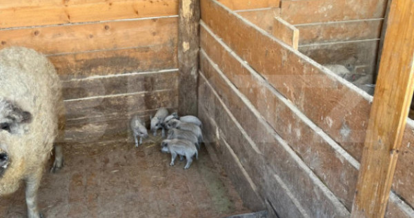 Ferma mica de animale &ndash; porci Mangalita & gaini de curte