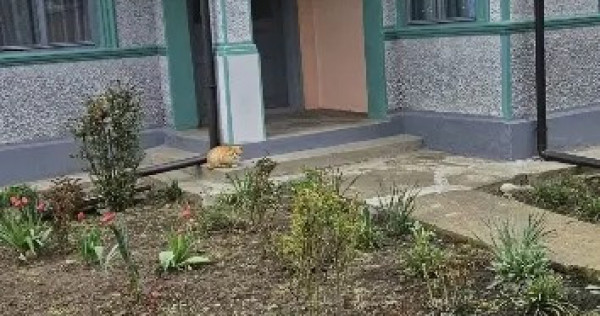 V&acirc;nd gospodărie casă si teren grădină Cocora