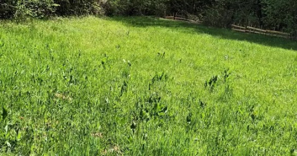 V&acirc;nd Teren Extravilan &icirc;n Gladna Montană 2964mp