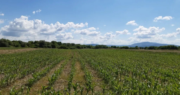 Teren agricol Podu Oltului la limita UAT Harman si UAT Prejmer 20300mp