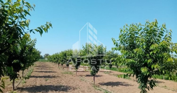 De vanzare livada mixta de 1,6 ha - deosebita și bine &icirc;ngrijită