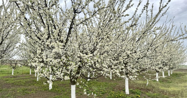 Livada+gradina, teren intravilan 2902mp, Damienesti-Bacau...