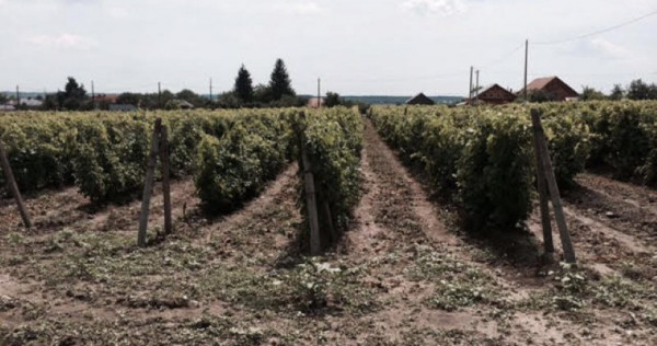 Teren de vanzre in Pitesti 53.000 mp + Conac Boieresc