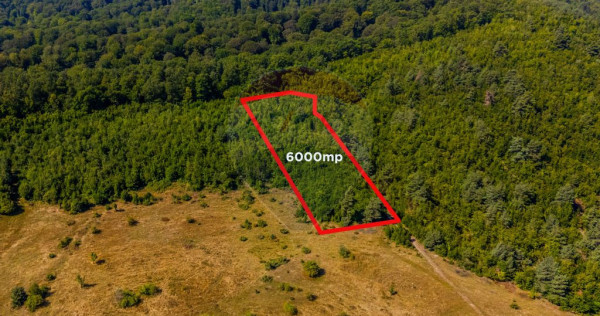 Teren 6,000mp Crizbav / Strada principala