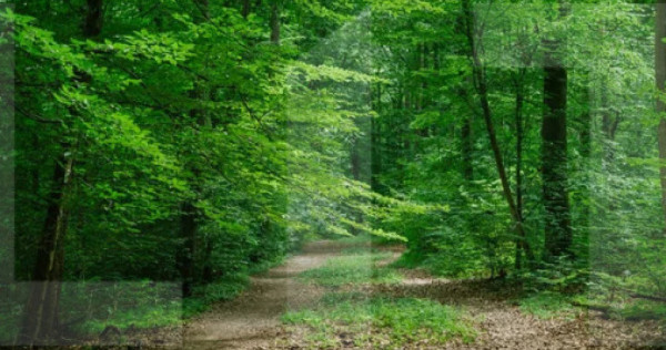 Teren forestier 6.500 mp &ndash; Cucorani, cu PUD aprobat