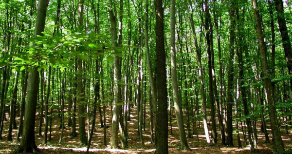 Refugiul tău verde lângă Băneasa – 2 hectare de pădur