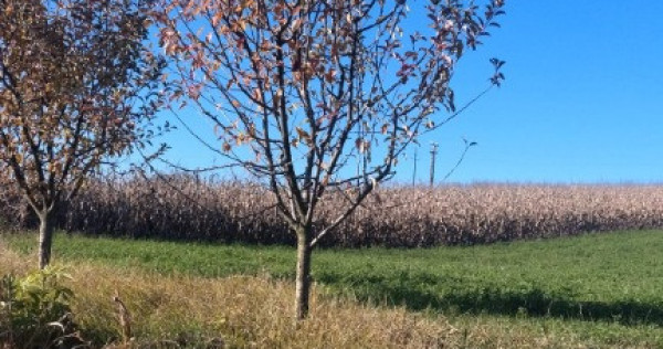 Teren, loc de casa 1800 mp