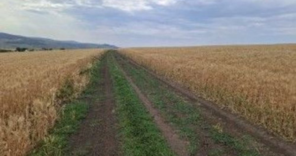 Teren Extravilan Pribesti, ID: R2774827