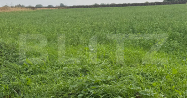 Teren intravilan, 1213 mp, front 24 ml, la ieșirea din Suce