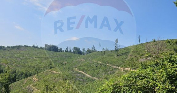 Pasune 21 ha pretabila pentru panouri fotovoltaice,impadurit