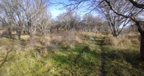 Teren extravilan,20 ari,livada pomi fructiferi,zona subcetat