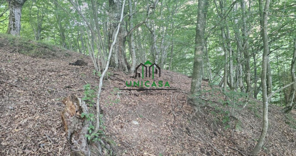 Teren extravilan cu potential turistic - Brezoi