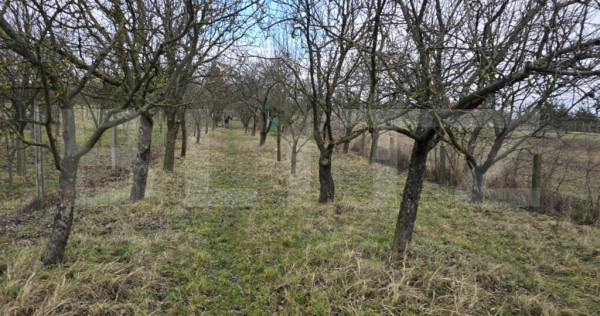 Teren intravilan - livada si vie- 20 ari - Viile SATU MARE