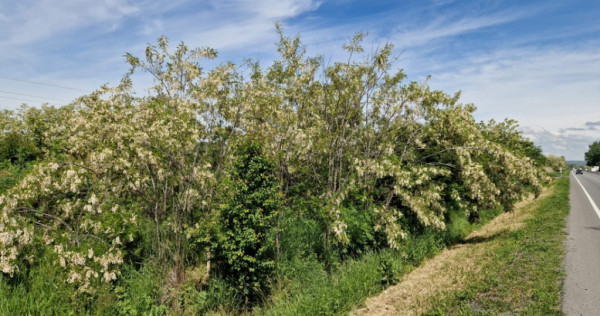 Teren de v&acirc;nzare, 900 mp, Drumul European &ndash; Isalnița
