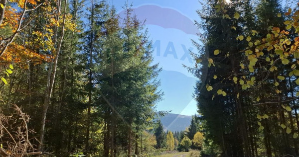 V&acirc;nzare teren extravilan, 4 ha pădure, zona turistică ...