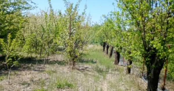 Teren extravilan livada 9000 mp fanari