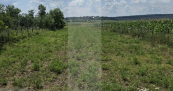 Teren intravilan, 1477mp , Loc. Balusenii Noi - Botoșani