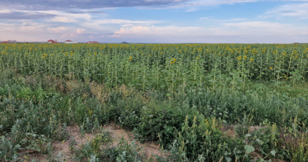 Teren intravilan de 2100 mp de vanzare in Remetea Mare