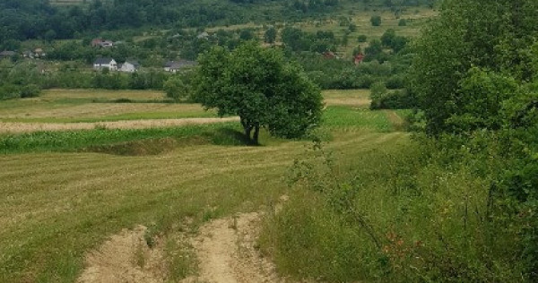 Laschia, 6 ha teren